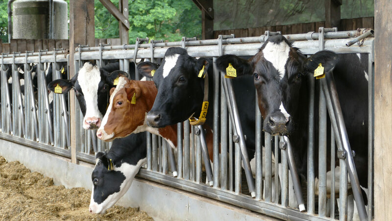 BvL Dosierschnecken