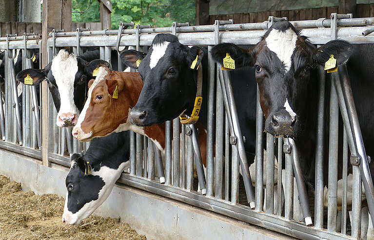 Futtermischwagen-FAQ