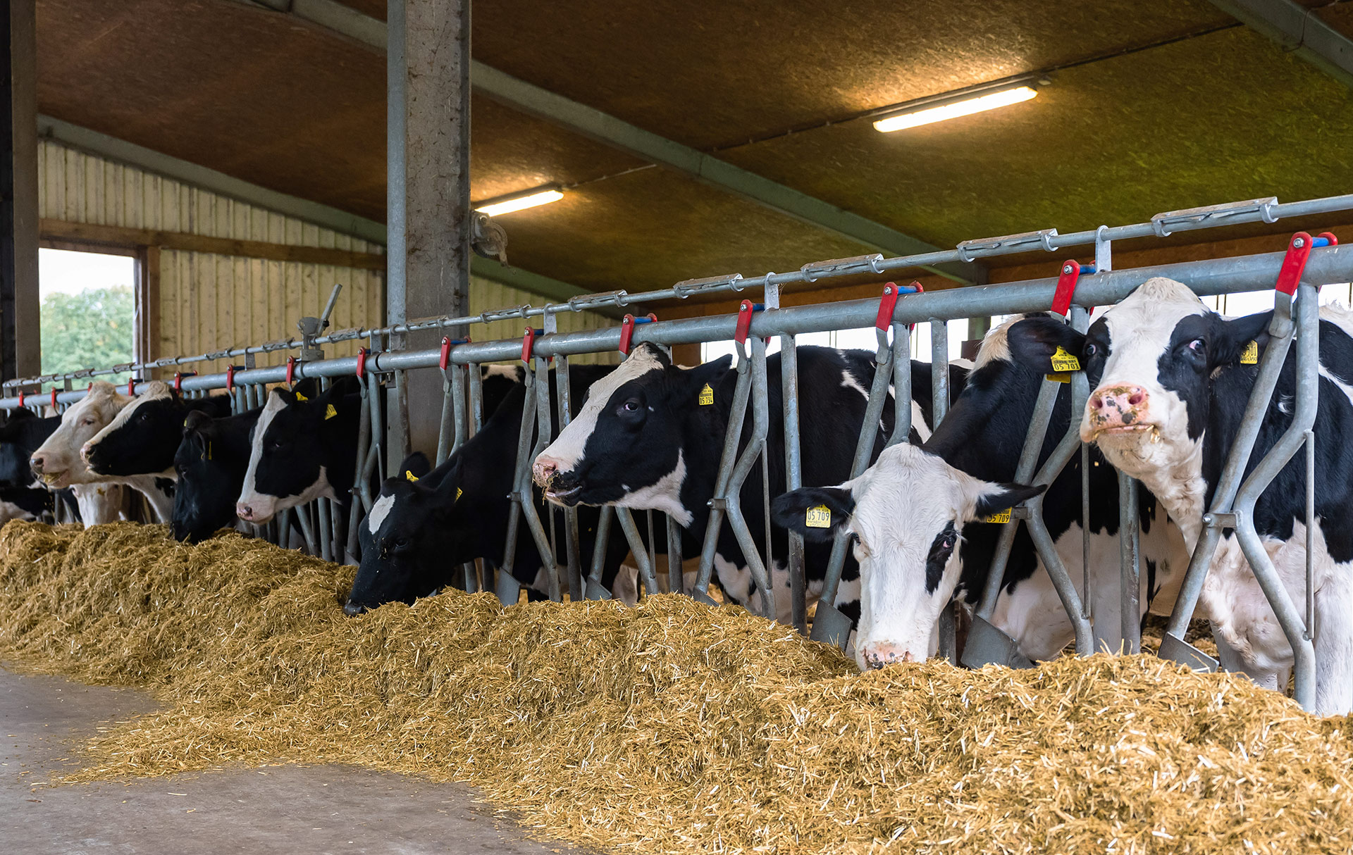 Dairy Feeder Go